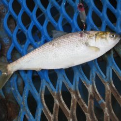 オリジナルメーカー海づり公園(市原市海づり施設) 釣果