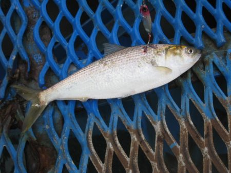 オリジナルメーカー海づり公園(市原市海づり…