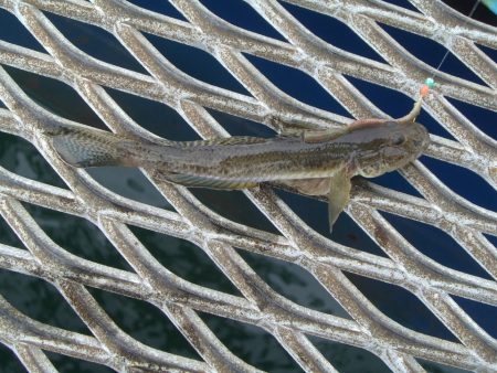 オリジナルメーカー海づり公園(市原市海づり施設) 釣果