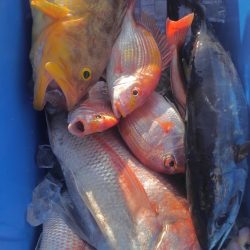 遊漁船 新鋭丸 釣果