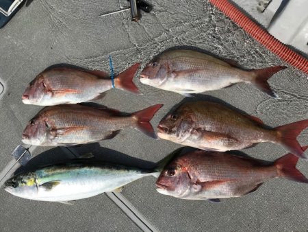 へいみつ丸 釣果