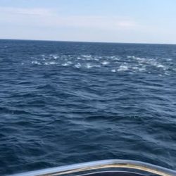 へいみつ丸 釣果