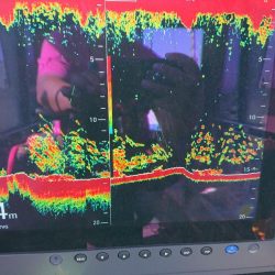 深川 吉野屋 釣果