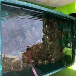 深川 吉野屋 釣果