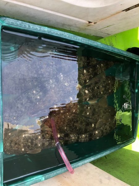 深川 吉野屋 釣果