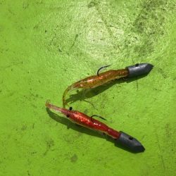 深川 吉野屋 釣果