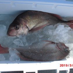 大進丸(新潟) 釣果