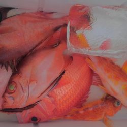 遊漁船 新鋭丸 釣果