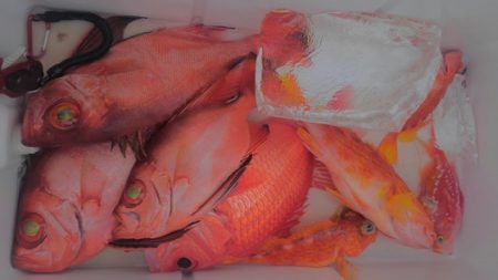 遊漁船 新鋭丸 釣果