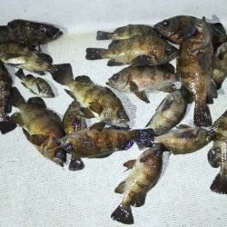 TOPGUN名古屋 釣果