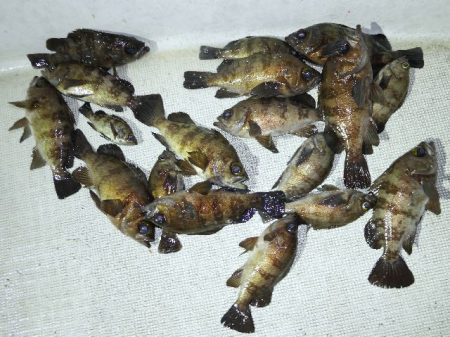 TOPGUN名古屋 釣果