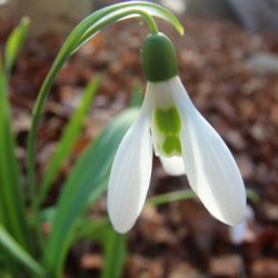 小菅トラウトガーデン 釣果