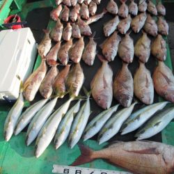 真祐丸 (しんゆうまる) 釣果