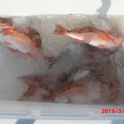 大進丸(新潟) 釣果
