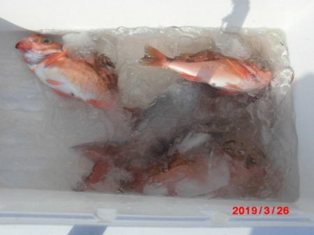 大進丸(新潟) 釣果