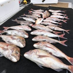 幸風(さちかぜ) 釣果