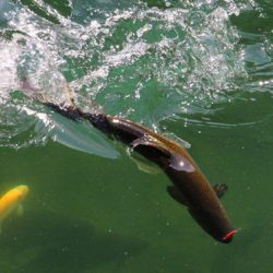 小菅トラウトガーデン 釣果