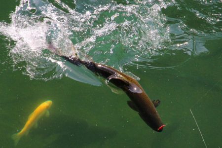 小菅トラウトガーデン 釣果