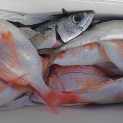 遊漁船 新鋭丸 釣果