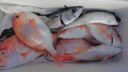 遊漁船 新鋭丸 釣果