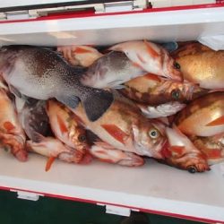 第二むつ漁丸 釣果