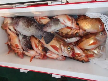 第二むつ漁丸 釣果