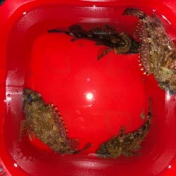 神戸ガシリング1