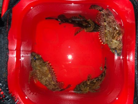 神戸ガシリング1