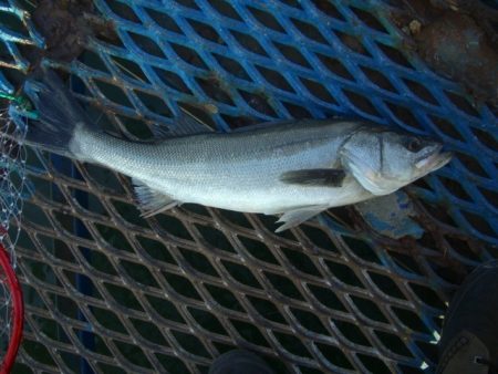 オリジナルメーカー海づり公園(市原市海づり施設) 釣果