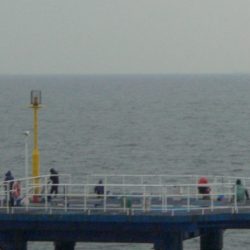 オリジナルメーカー海づり公園(市原市海づり施設) 釣果