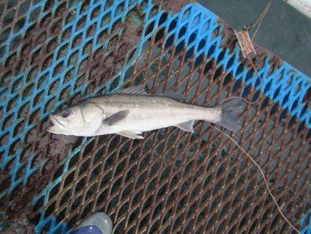 オリジナルメーカー海づり公園(市原市海づり…