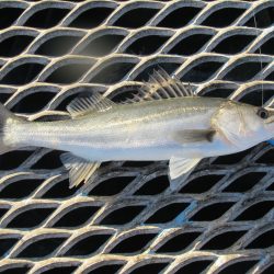 オリジナルメーカー海づり公園(市原市海づり施設) 釣果