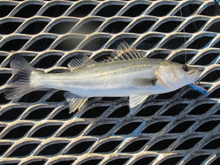 オリジナルメーカー海づり公園(市原市海づり…