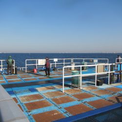 オリジナルメーカー海づり公園(市原市海づり施設) 釣果