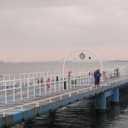 オリジナルメーカー海づり公園(市原市海づり施設) 釣果
