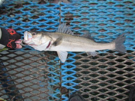 オリジナルメーカー海づり公園(市原市海づり…