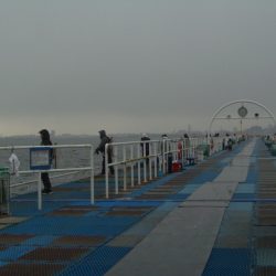 オリジナルメーカー海づり公園(市原市海づり施設) 釣果