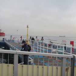 オリジナルメーカー海づり公園(市原市海づり施設) 釣果