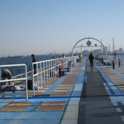 オリジナルメーカー海づり公園(市原市海づり施設) 釣果