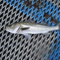 オリジナルメーカー海づり公園(市原市海づり施設) 釣果