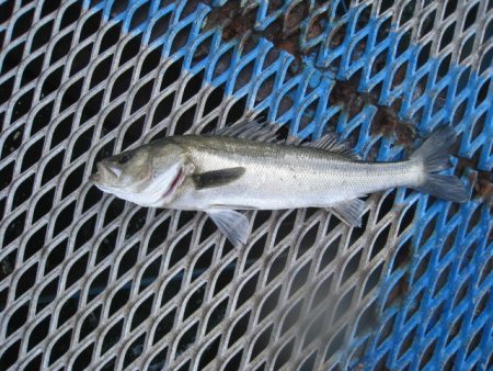 オリジナルメーカー海づり公園(市原市海づり…