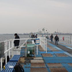 オリジナルメーカー海づり公園(市原市海づり施設) 釣果