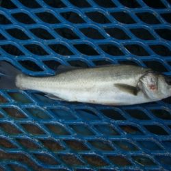 オリジナルメーカー海づり公園(市原市海づり施設) 釣果