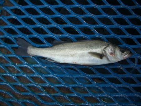 オリジナルメーカー海づり公園(市原市海づり…