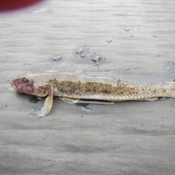 オリジナルメーカー海づり公園(市原市海づり施設) 釣果