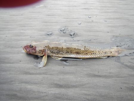 オリジナルメーカー海づり公園(市原市海づり施設) 釣果