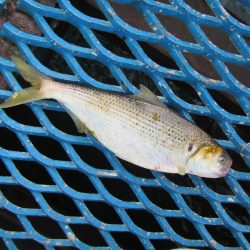 オリジナルメーカー海づり公園(市原市海づり施設) 釣果