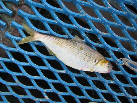 オリジナルメーカー海づり公園(市原市海づり…