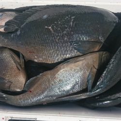 しば渡船 釣果
