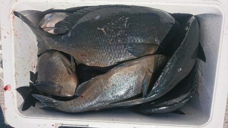 しば渡船 釣果